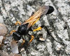 Sceliphron javanum petiolare