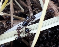 Crematogaster cerasi