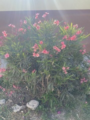 Nerium oleander