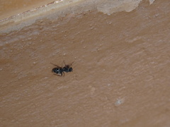 Camponotus amphidus