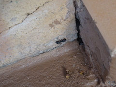 Camponotus amphidus