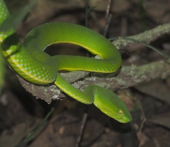 Trimeresurus vogeli