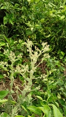 Pseudoconyza