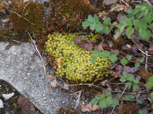 Image of Racomitrium canescens by (c) carnifex, some rights reserved (CC BY)