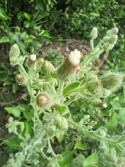 Pseudoconyza