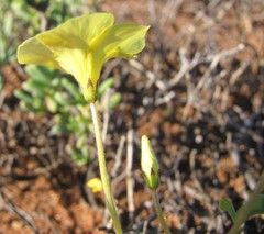 Oxalis clavifolia