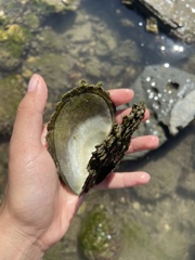 Pinctada mazatlanica