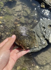Pinctada mazatlanica