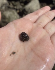 Nerita funiculata