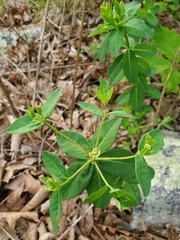 Euphorbia mercurialina