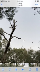 Zanda funerea funerea