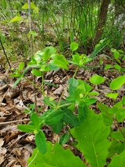 Euphorbia mercurialina