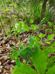 Euphorbia mercurialina