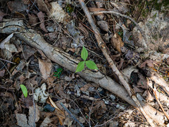 Trillium undulatum