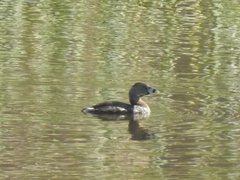 Podilymbus podiceps