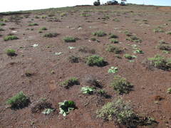 Brunsvigia bosmaniae