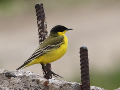 Motacilla flava feldegg
