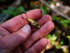 Cardamine maxima