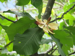 Magnolia obovata
