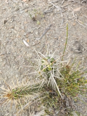 Corryocactus