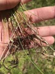Eleocharis tenuis verrucosa