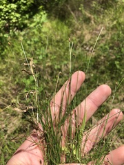 Eleocharis tenuis verrucosa