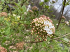 Viburnum carlcephalum