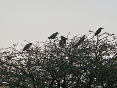 Nycticorax nycticorax