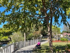 Terminalia molinetii