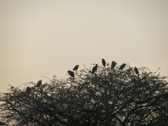Nycticorax nycticorax