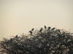 Nycticorax nycticorax