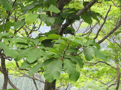 Magnolia obovata
