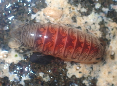 Cirolana harfordi