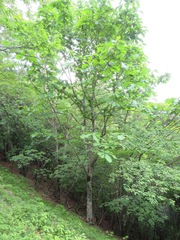 Magnolia obovata