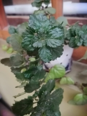Australina