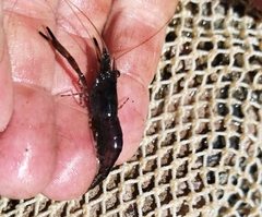 Macrobrachium americanum