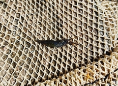 Macrobrachium americanum