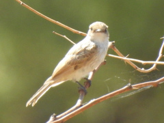 Pyrocephalus rubinus