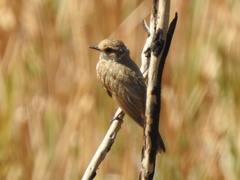 Pyrocephalus rubinus