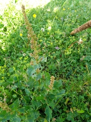 Blitum bonus-henricus