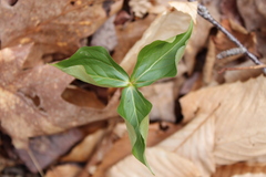 Trillium erectum