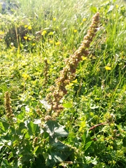 Blitum bonus-henricus