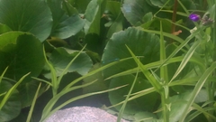 Enallagma cyathigerum