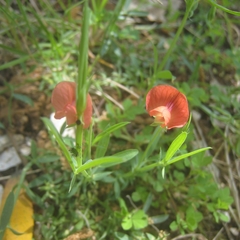 Lathyrus amphicarpos