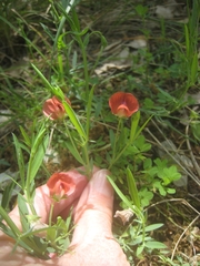 Lathyrus amphicarpos
