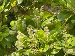 Terminalia molinetii