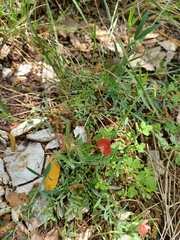 Lathyrus amphicarpos