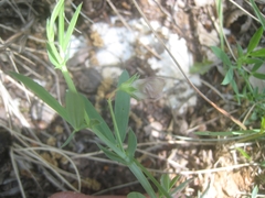 Lathyrus amphicarpos