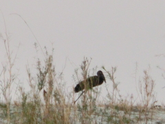 Anastomus lamelligerus