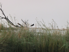 Anastomus lamelligerus